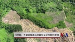 科学家：大量砍伐森林导致罕见疟疾病例激增