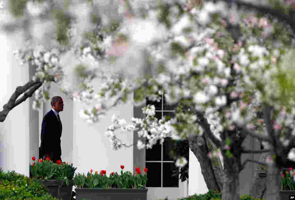 President Obama walks among Cherry blossoms in the Rose Garden of the White House, March 22, 2012. (Reuters)