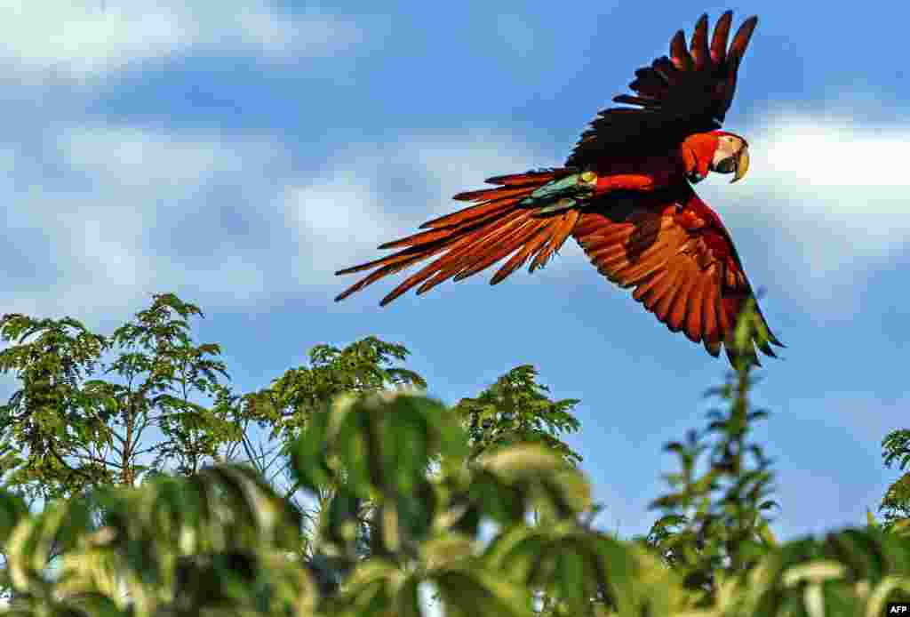 Seekor burung makaw merah (sejenis betet/bayan) yang dibebaskan ke alam di Taman Nasional Ibera, dekat Ituzaingo, provinsi Corrientes, Argentina.