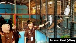 Ketua Satuan Tugas Sumber Daya Alam Lintas Negara, Kejaksaan Agung Republik Indonesia, Ricardo Sitinjak mengamati satwa liar kakatua jambul kuning hasil sitaan BBKSDA Jawa Timur di kandang karantina Maharani Zoo, Lamongan, Jawa Timur, (Foto: Petrus Riski/