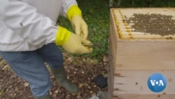 Plugged in Hives Providing Information on Bee Health