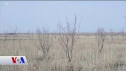 Ağaç Dikerek Aral Gölü'nü Kurtarmaya Çalışıyorlar