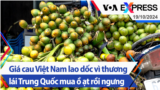 Giá cau Việt Nam lao dốc vì thương lái Trung Quốc mua ồ ạt rồi ngưng | Truyền hình VOA 19/10/24