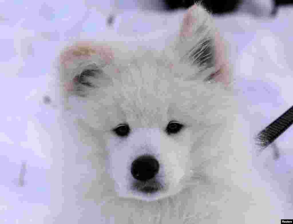 A Samoyed puppy Laika sits on snow during the &quot;Kara-Dag 2016&quot; open amateur dog sled and skijoring race near the village of Yelovoye in Taiga district, outside Krasnoyarsk, Siberia, Russia.