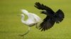 A crow (R) attacks an egret in the cricket pitch after rain stopped play during the third day of the first Test cricket match between Sri Lanka and West Indies at the Galle International Cricket Stadium in Galle on November 23, 2021. 