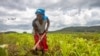 Mousaka Fernanda cultive un champ dans un village près de Lubango dans la province de Huila en Angola, le 15 février 2020.
C'est l'une des régions frappée par la sécheresse qui a asséché la plupart des sources d'eau et dévasté les cultures dans le pays. (AFP/ Osvaldo Silva )