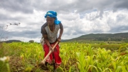 Mousaka Fernanda cultive un champ dans un village près de Lubango dans la province de Huila en Angola, le 15 février 2020.
C'est l'une des régions frappée par la sécheresse qui a asséché la plupart des sources d'eau et dévasté les cultures dans le pays. (AFP/ Osvaldo Silva )