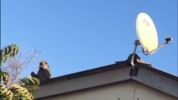 Indwangu Zithwalisa Nzima Abantu eKariba