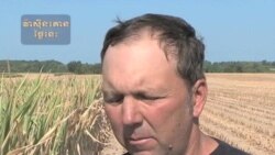 Drought Taking Toll on Midwest Corn Producers