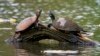 Des trafiquants de tortues lourdement condamnés à Madagascar