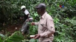 Գվինեայում պահպանվում է Էբոլայի համաճարակի վտանգը