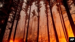 The Dixie Fire burns along a hillside near Taylorsville in Plumas County, Calif., on Friday, Aug. 13, 2021. The fire destroyed multiple homes in the area earlier in the day. (AP Photo/Noah Berger)