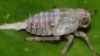 Insect Boasts 'Mechanical Gears'