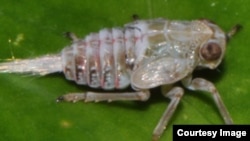 A juvenile Issus is seen on a leaf. (Cambridge University)