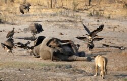 Animals dying in national parks due to a severe drought in Zimbabwe.