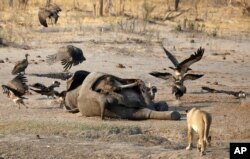 Animals dying in national parks due to a severe drought in Zimbabwe.