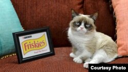 '뚱한 고양이'가 프리스키스 사의 공식 '대변고양이;가 되었다. 