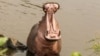 Hippos: The Life Force of African Rivers