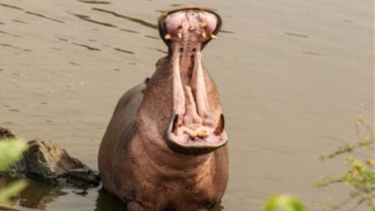 Hippos The Life Force of African Rivers
