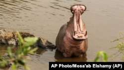 In this photo taken Jan. 18, 2015, a hippo bathes in the Serengeti National Park, west of Arusha, northern Tanzania. The park is the oldest and most popular national park in Tanzania and is know for its annual migration of millions of wildebeests, zebras and gazelles. 