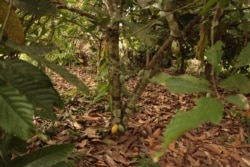 Asikesu is a cocoa-growing region in Ghana, but farmers who do not own the land they farm are losing their land to other developments. (S. Knott/VOA)