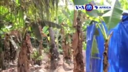 Manchetes Africanas, 2 de Abril de 2015