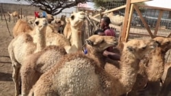 Industri Susu Unta Somalia Lirik Pasar Ekspor