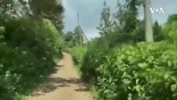 Kenya Locusts -- USAGM
