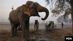 Seekor gajah minum air dari air ledeng di Allahabad, India. Populasi gajah liar India diperkirakan mencapai sekitar 26 ribu.