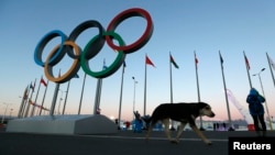 A stray dog walks past the Olympic Rings in Olympic Park, three days before the start of the 2014 Winter Olympics, Feb. 3, 2014, in Sochi, Russia. 