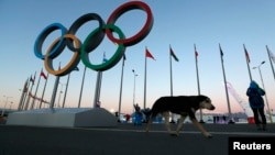 2月3日,一頭流浪狗在俄羅斯的索契舉辦2014年冬奧會的場地上走動。