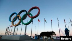 Cincin Olimpiade di Olympic Park, empat hari sebelum pembukaan Olimpiade Musim Dingin di Sochi, Rusia (3/2). (AP/Robert F. Bukaty)