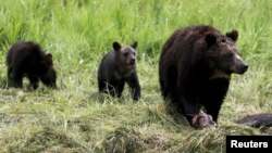 Seekor beruang grizzly dan dua anaknya mendekati bangkai bison di Taman Nasional Yellowstone, Wyoming, Amerika Serikat, 6 Juli 2015. (REUTERS/Jim Urquhart)