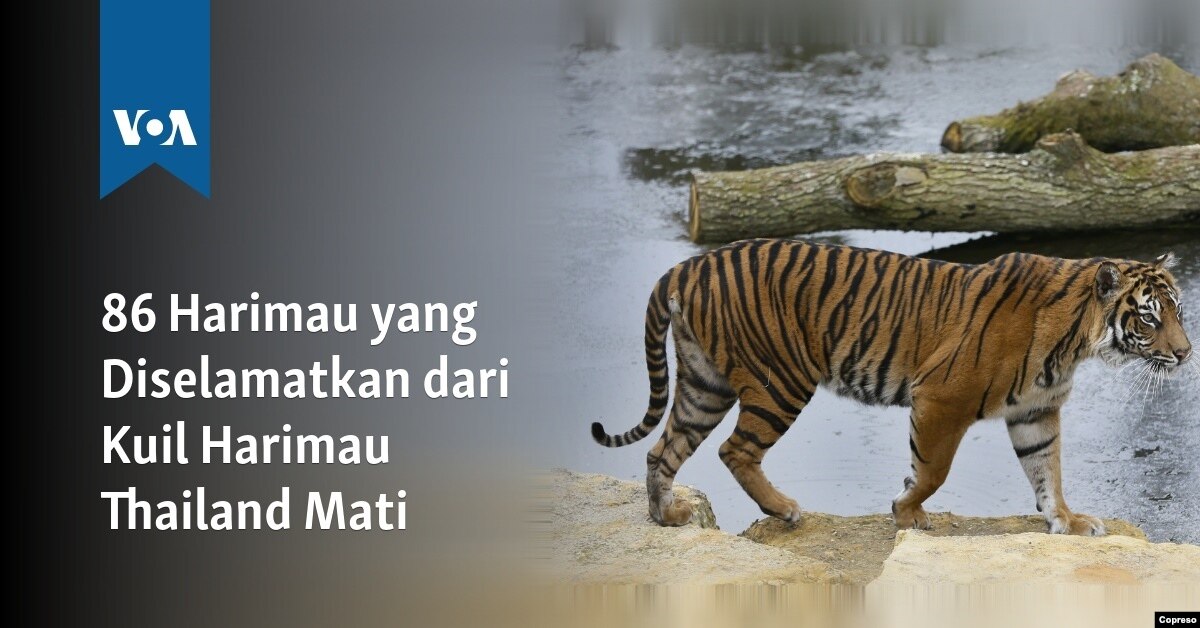 Download 41 Gambar Harimau Yg Belum Diwarnai Terbaik Gratis