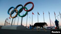 A stray dog walks past the Olympic Rings in Olympic Park, three days before the start of the 2014 Winter Olympics, Feb. 3, 2014, in Sochi, Russia. 