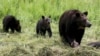 Seekor beruang grizzly dan dua anaknya mendekati bangkai bison di Taman Nasional Yellowstone, Wyoming, Amerika Serikat, 6 Juli 2015. (REUTERS/Jim Urquhart)