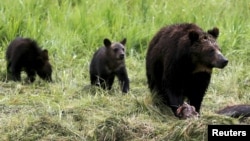 Seekor beruang grizzly dan dua anaknya mendekati bangkai bison di Taman Nasional Yellowstone, Wyoming, Amerika Serikat, 6 Juli 2015. (REUTERS/Jim Urquhart)