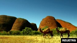 Two feral camels stand in front of a group of rock monoliths known as The Olgas, south west of the central Australian town of Alice Springs. The Olgas are known by local Aboriginals as Kata Tjuta are considered sacred sites by their Aboriginal owners.