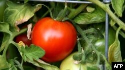 Kopshtet mbi tarraca, një oaz popullor gjelbërimi në qendra të mëdha urbane