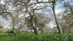 Maize growing under Faidherbia albida