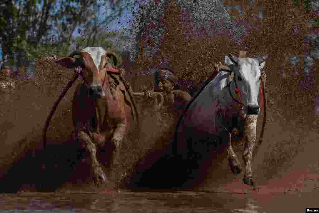 A jockey takes part in a traditional cattle race or &quot;Pacu Jawi&quot;, to mark the end of the rice harvest in Tanah Datar, West Sumatra, Indonesia, Aug. 13, 2016 in this photo taken by Antara Foto.