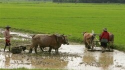 လယ္ယာစုိက္ပ်ဳိးေရးက႑ ဘယ္လုိျပဳျပင္မလဲ - အပုိင္း (၁)