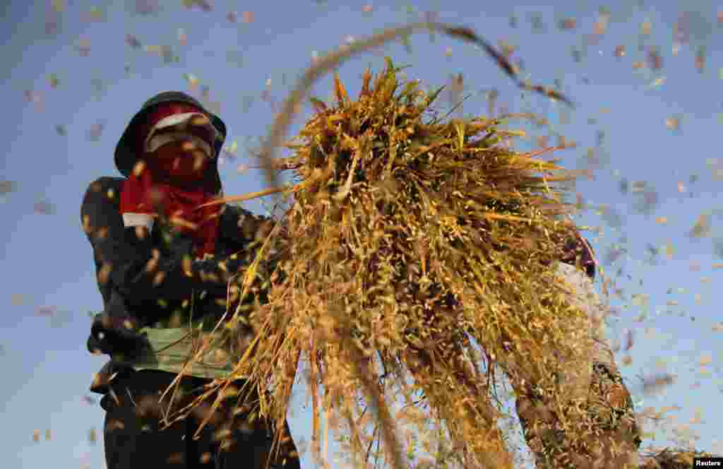 Seorang pekerja mengibaskan padi untuk melepaskan biji padi dari tangkainya di sebuah sawah di desa Sukakarya, Provinsi Jawa Barat, Bekasi, Indonesia.