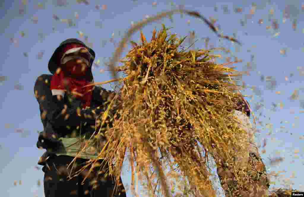 Workers sort out rice at a paddy field at Sukakarya village in Bekasi, Indonesia&#39;s West Java province. 