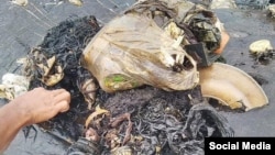 ‏Dead sperm whale found in Indonesia had ingested '6kg of plastic