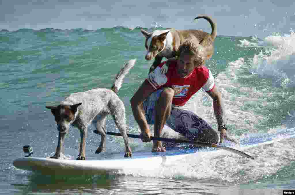 Australian dog trainer and former surfing champion Chris de Aboitiz rides a wave with his dogs Millie (L) and Rama off Sydney&#39;s Palm Beach.
