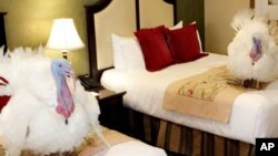 TIn this photo released by The White House, Monday, Nov. 20, 2017, two turkeys set to be pardoned by President Donald Trump are shown in a Washington hotel, Nov. 19, 2017. 