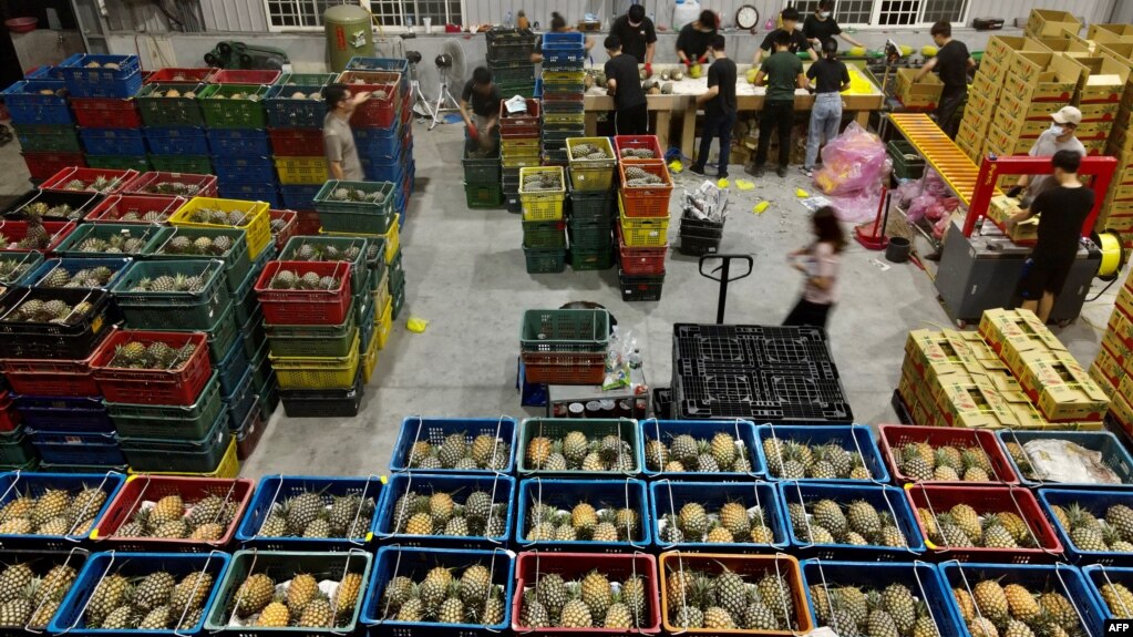 资料照:台湾屏东的工人正在一个货仓里整理装箱凤梨。(2021年3月16日)