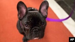 Dog BreedsPua, a 5-month old French bulldog, poses for photographers during a news conference at the American Kennel Club headquarter, Wednesday, March 28, 2018, in New York.