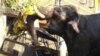 В Индии слоны ворвались в город